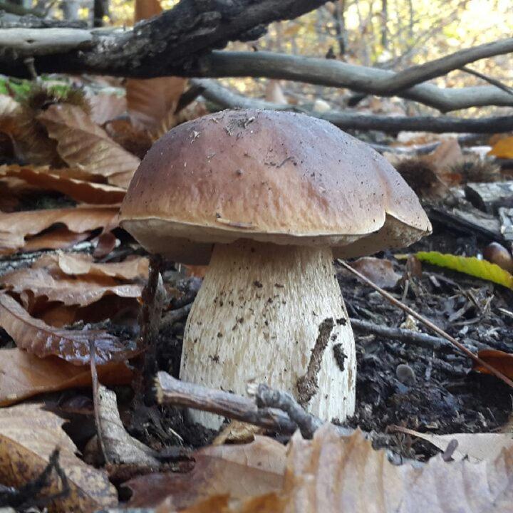 Le Mercou En Cevennes Saint-Martin-de-Boubaux Exteriör bild